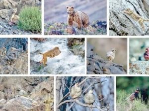 Punjab Sets Up 43 Wildlife Protection Centres with Legal Enforcement Powers